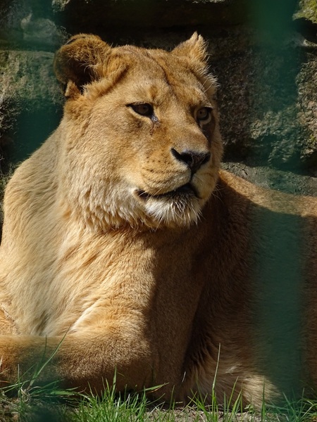 Lion (Panthera leo)