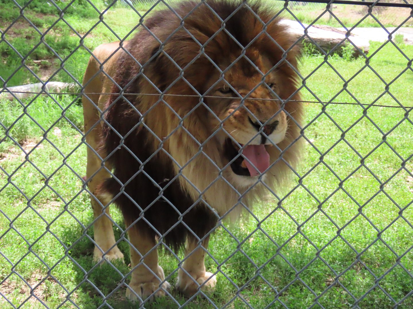 Lion (Panthera leo)