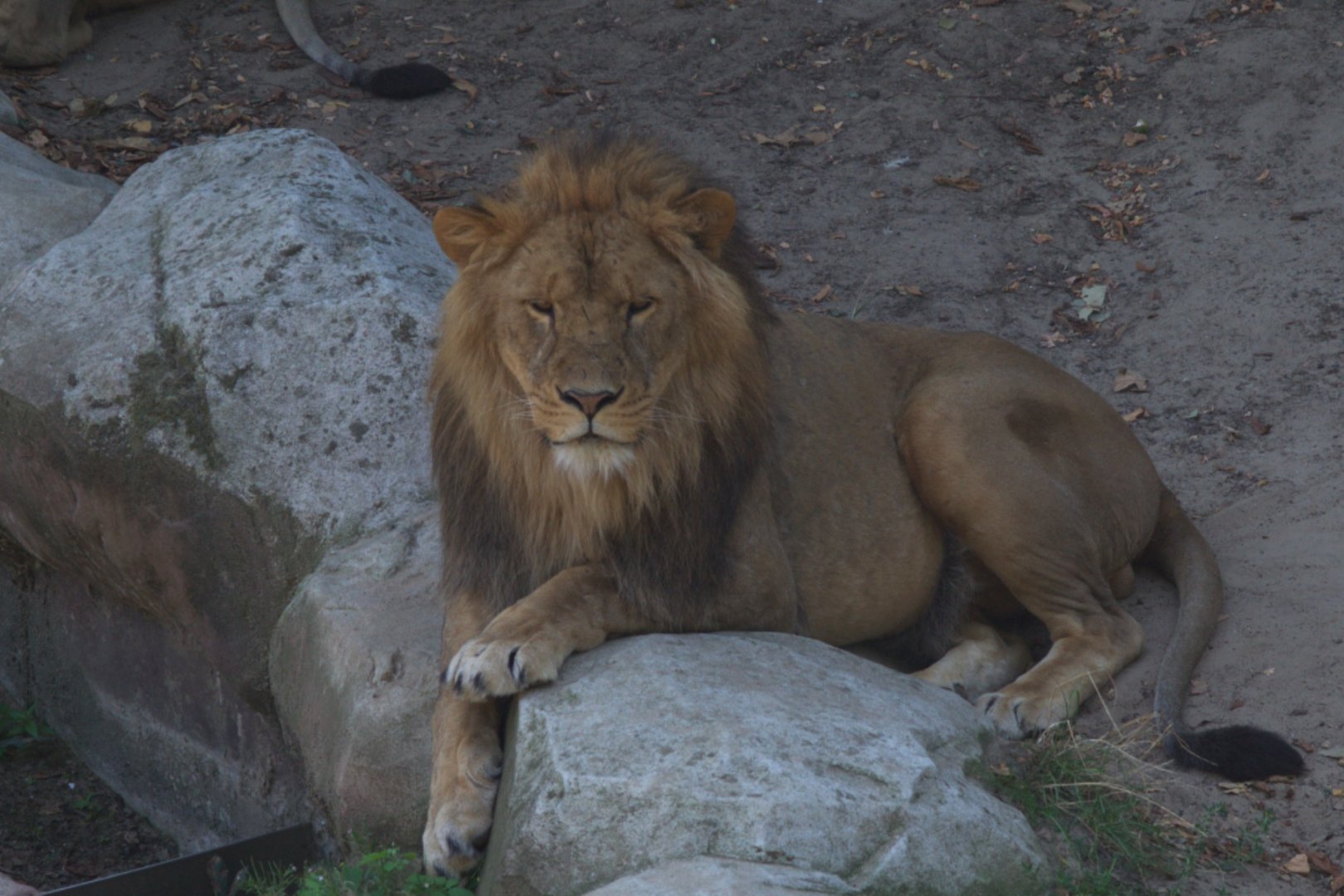 Lion (Panthera Leo)