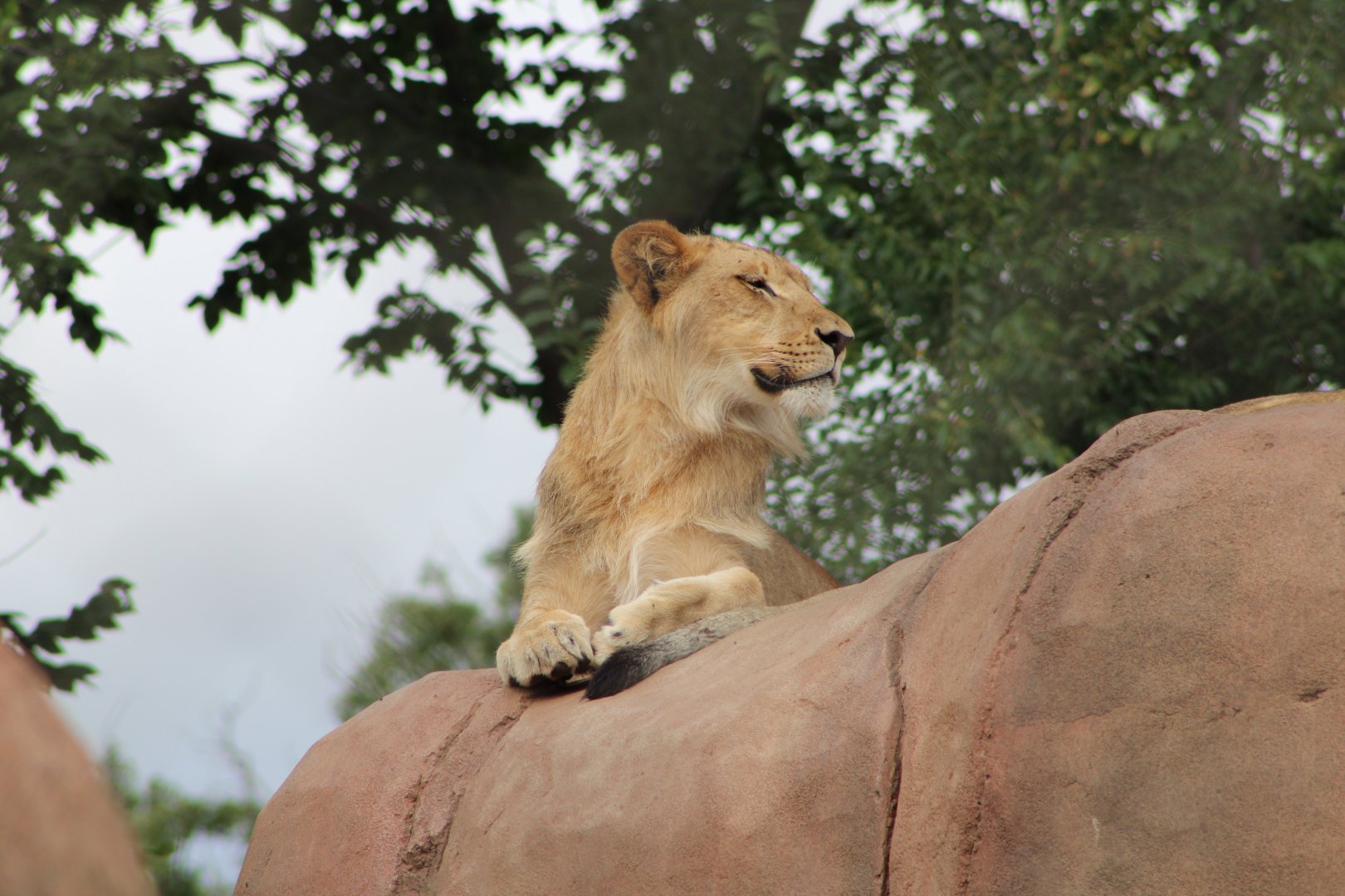 Lion (Panthera leo)