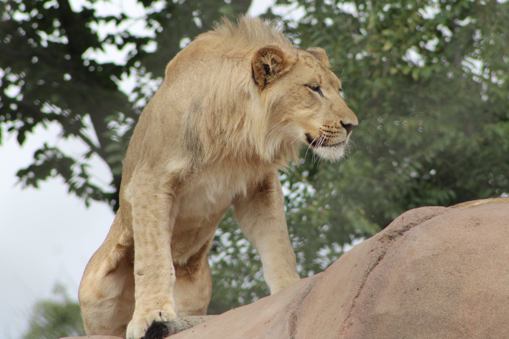 Lion (Panthera leo)