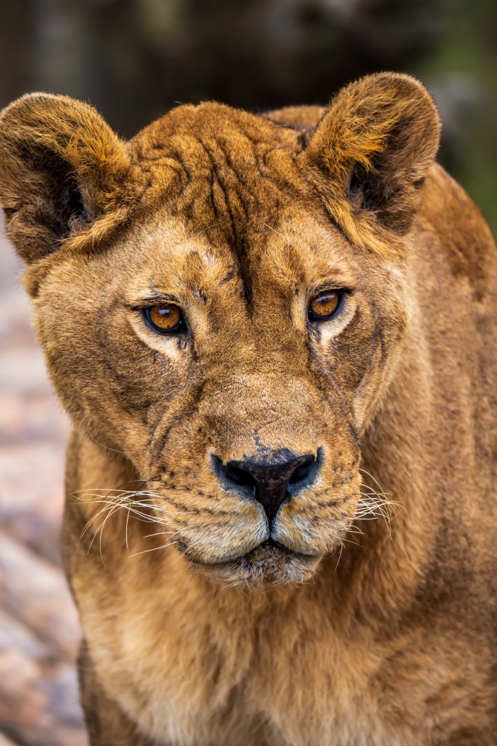 Lion (Panthera leo)