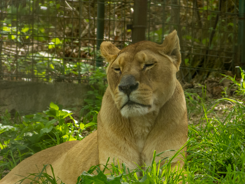 Lion (Panthera tigris)