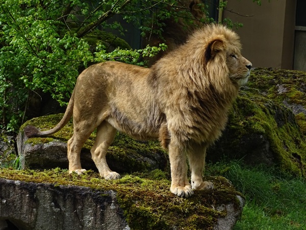 Lion (Pantherea leo)