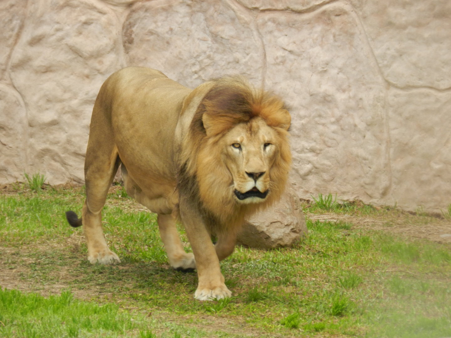 Lion - Parque de Las Leyendas