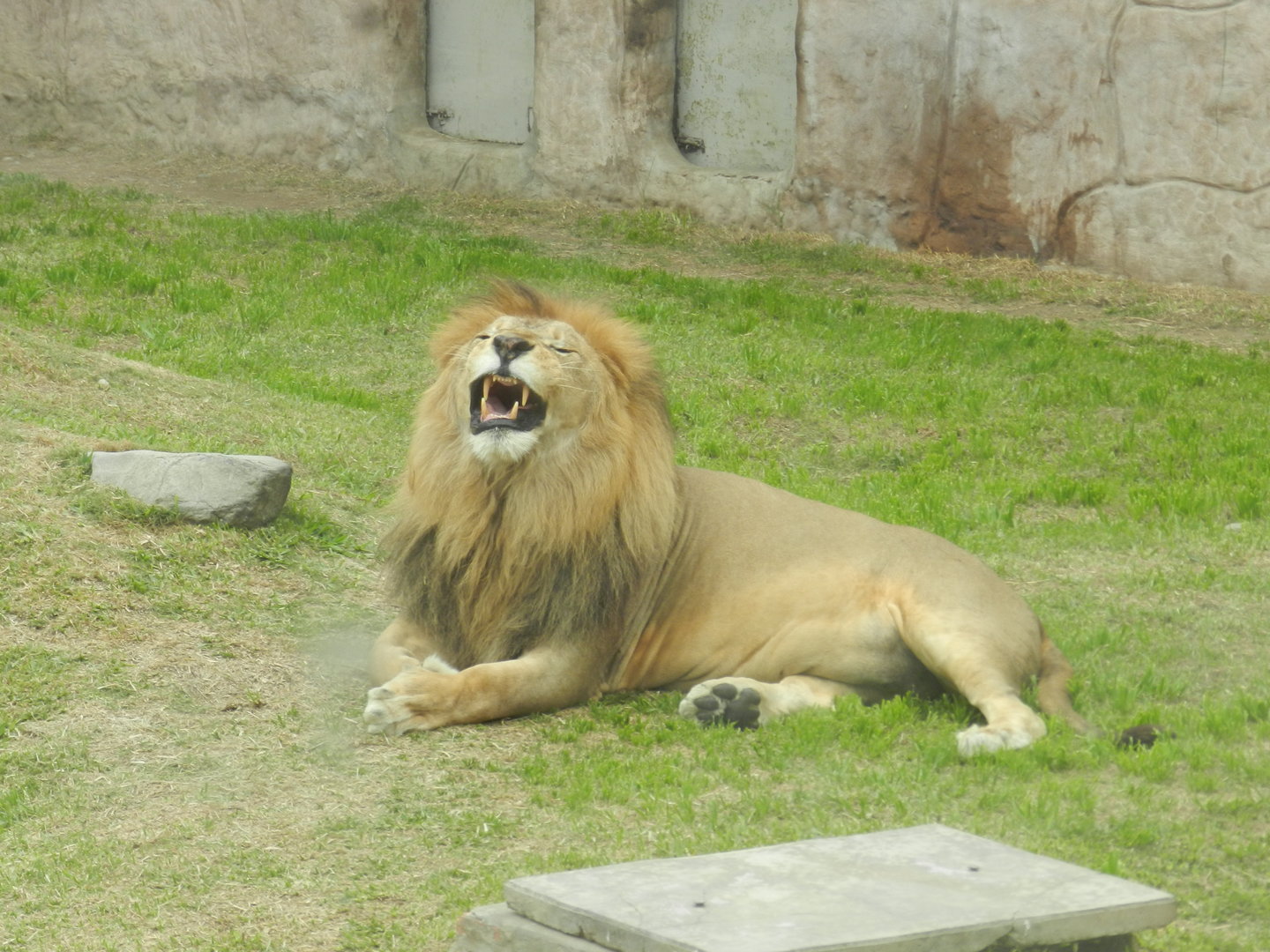 Lion - Parque de Las Leyendas