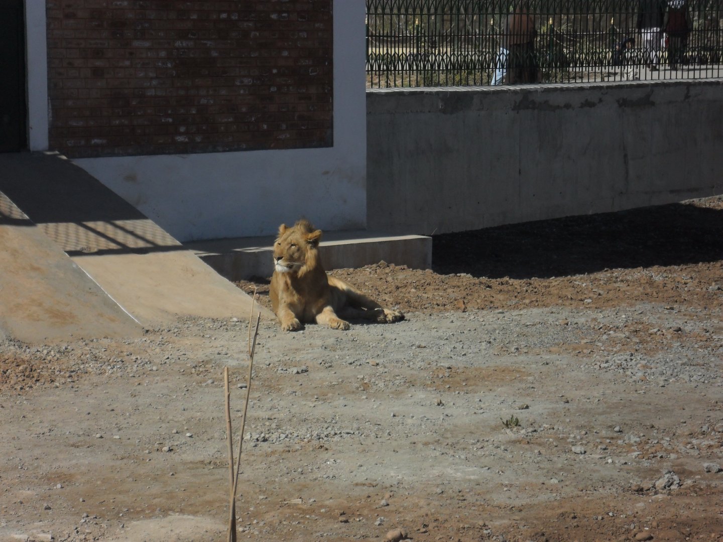 Lion - Peshawar zoo 17/2/2018