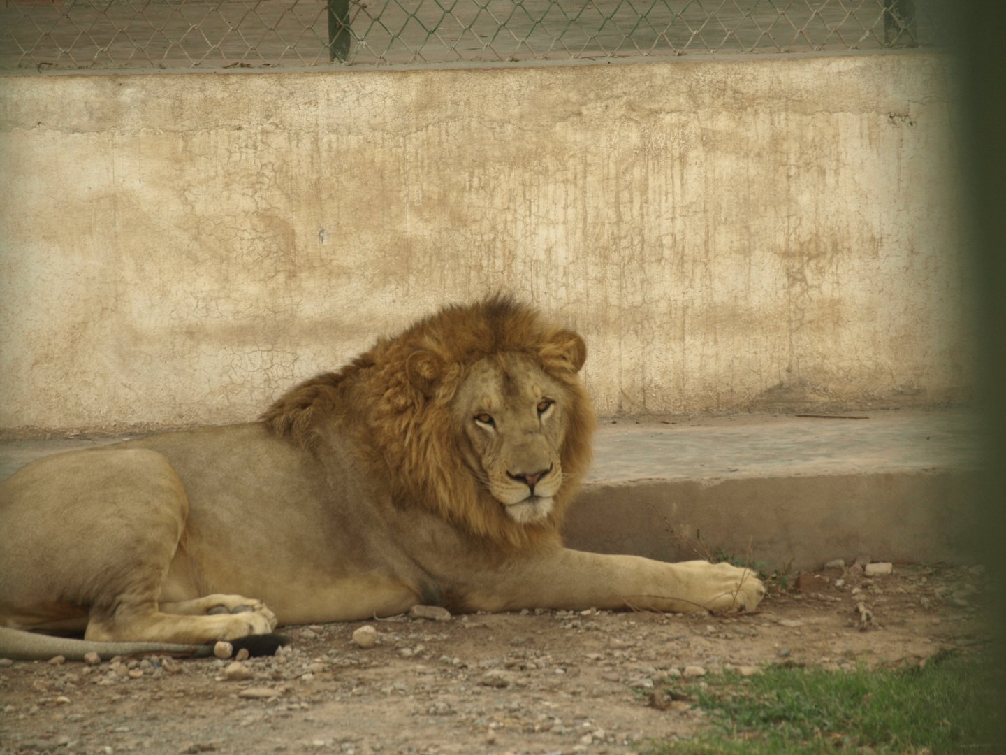 Lion - Peshawar Zoo 22/7/2018