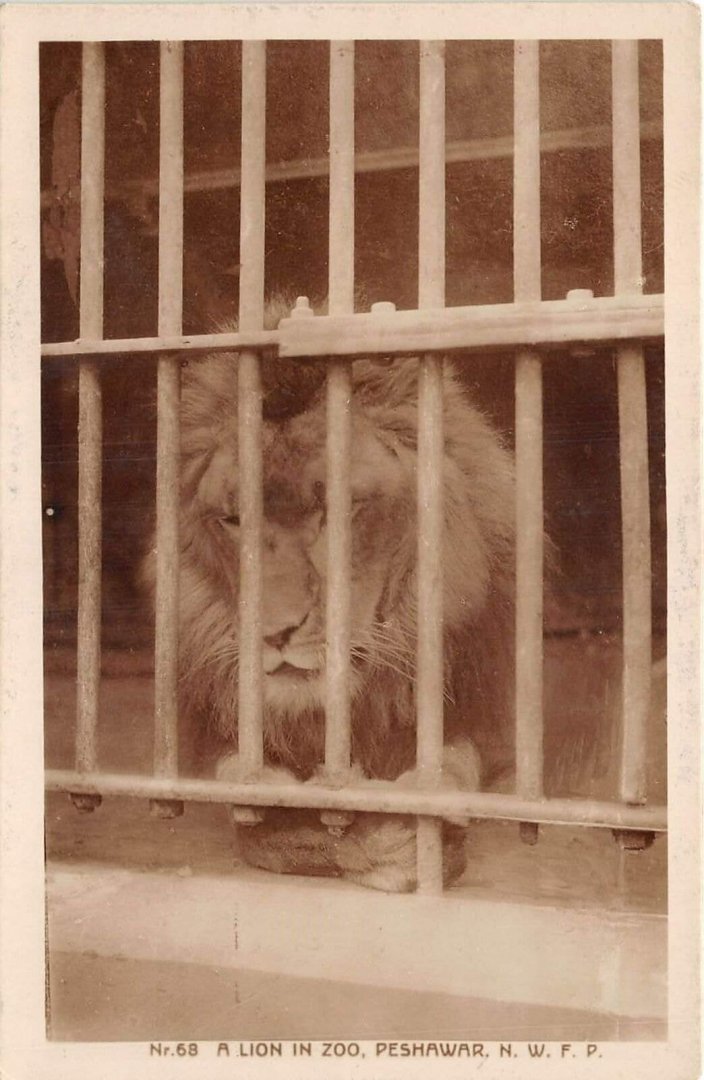 Lion - Peshawar zoo (old) 1920's