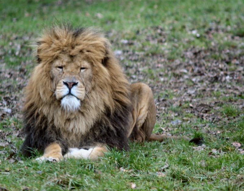 Lion Portrait 1 Jan 2009