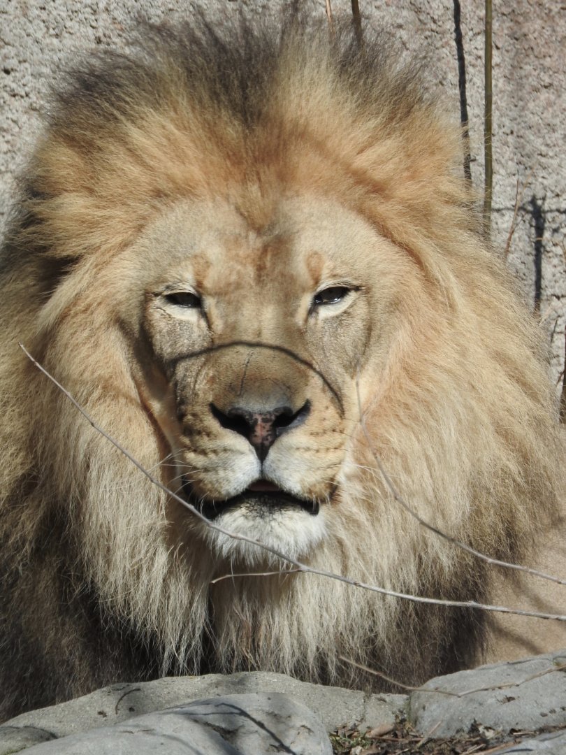 Lion portrait