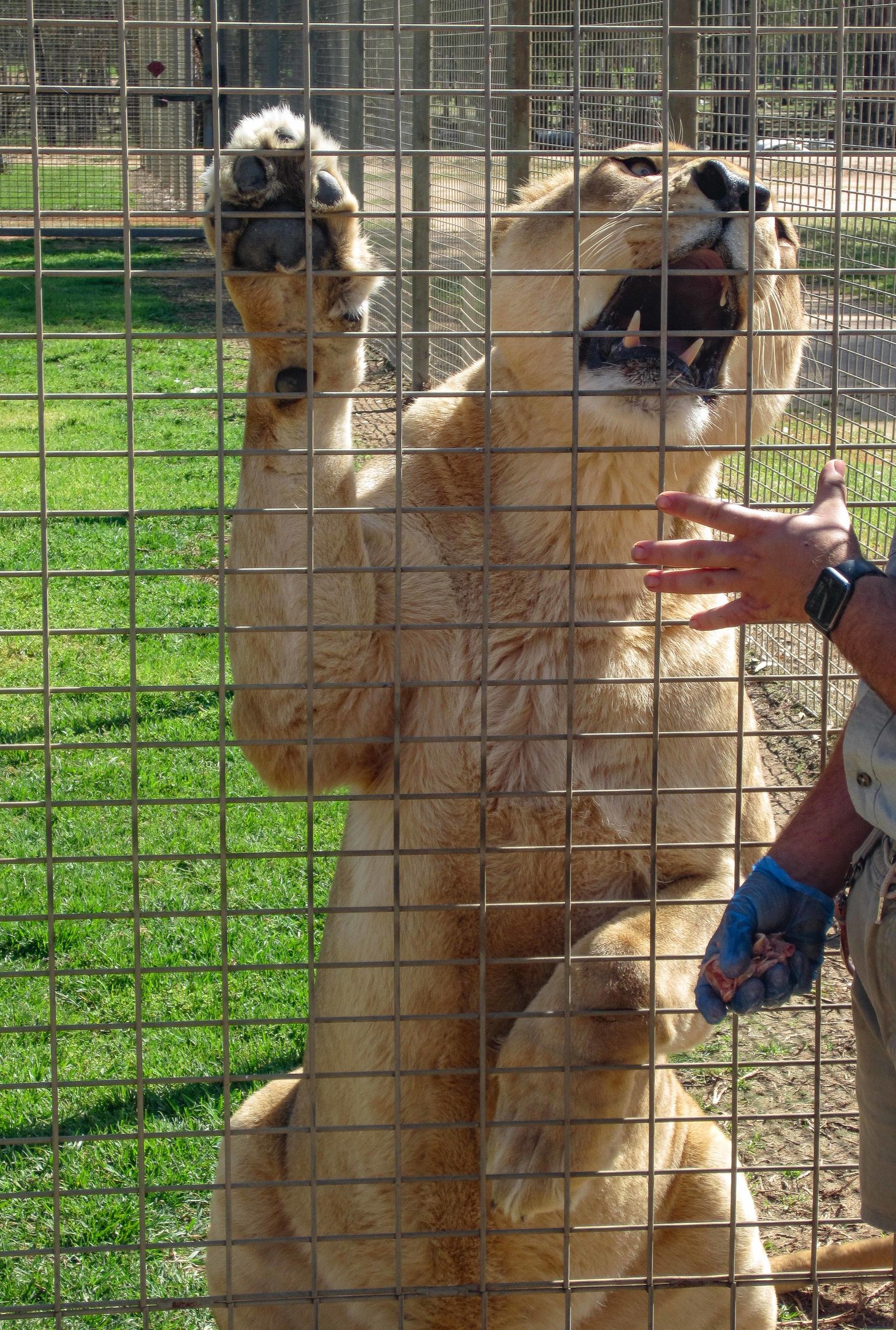Lion presenting paw and teeth