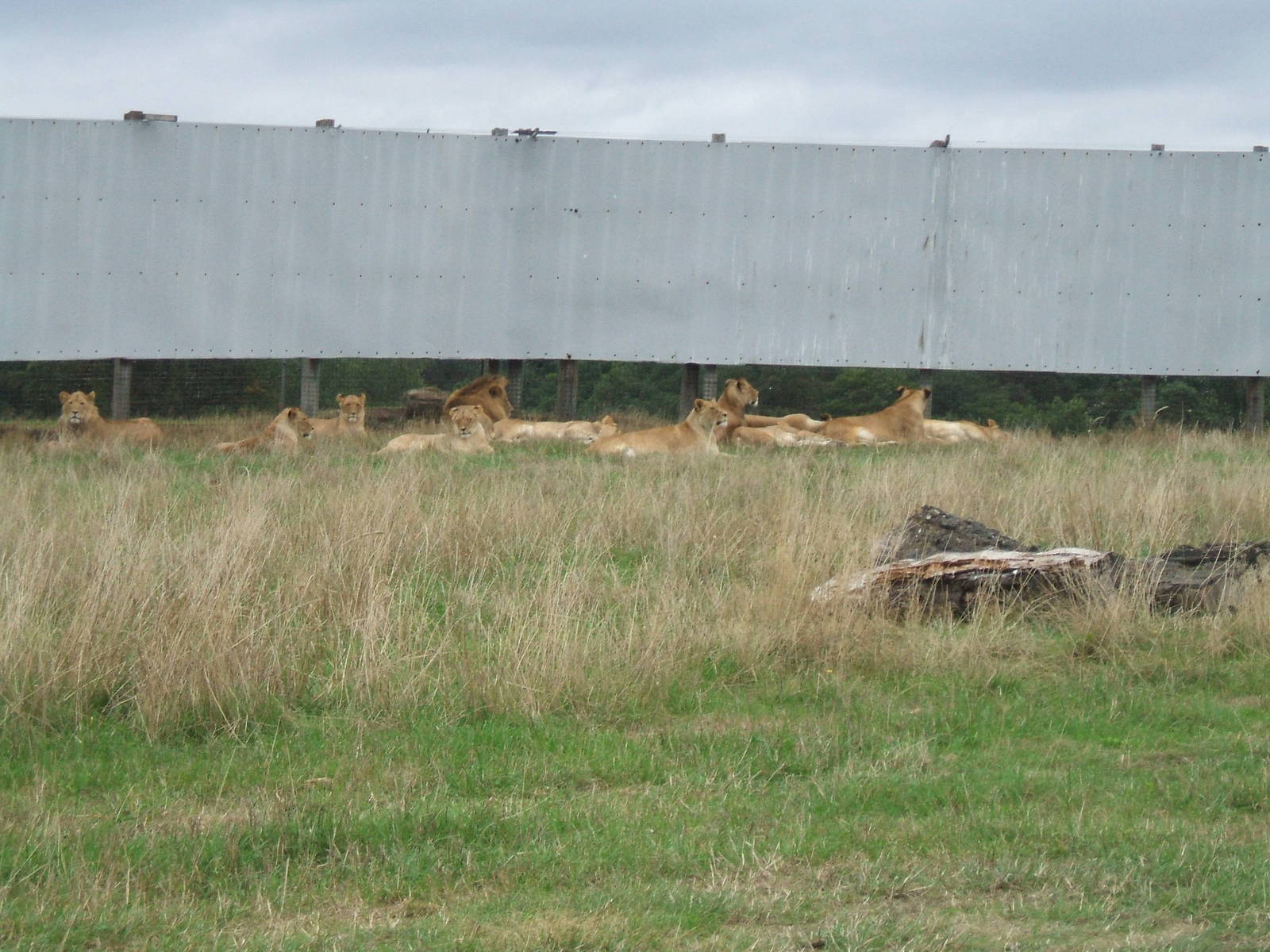 Lion pride at West Midlands Safari Park