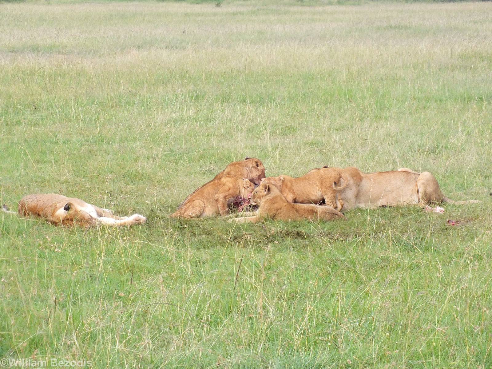 Lion Pride Eating- Maasai Mara