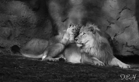 Lion pride - father and cubs