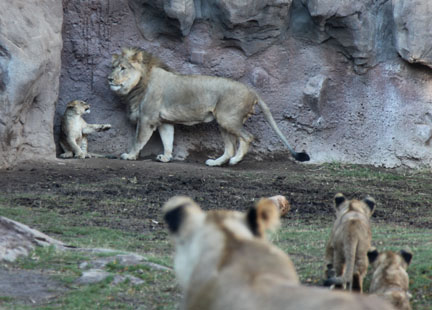 Lion pride - father and cubs