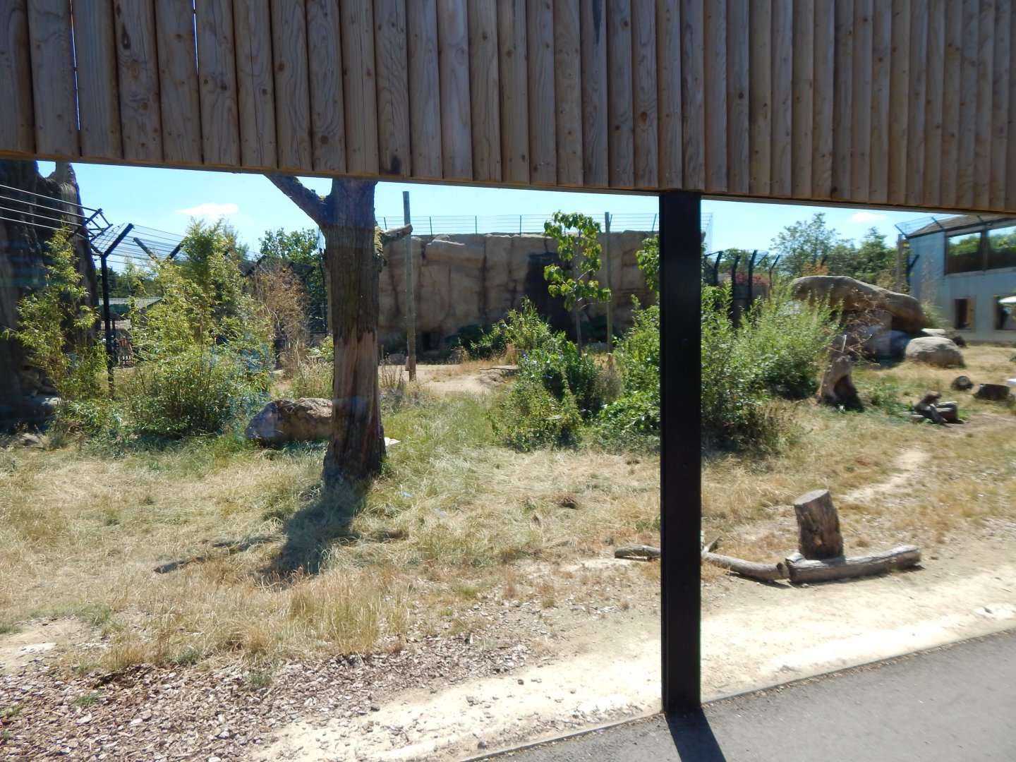 Lion Pride Lands 100722