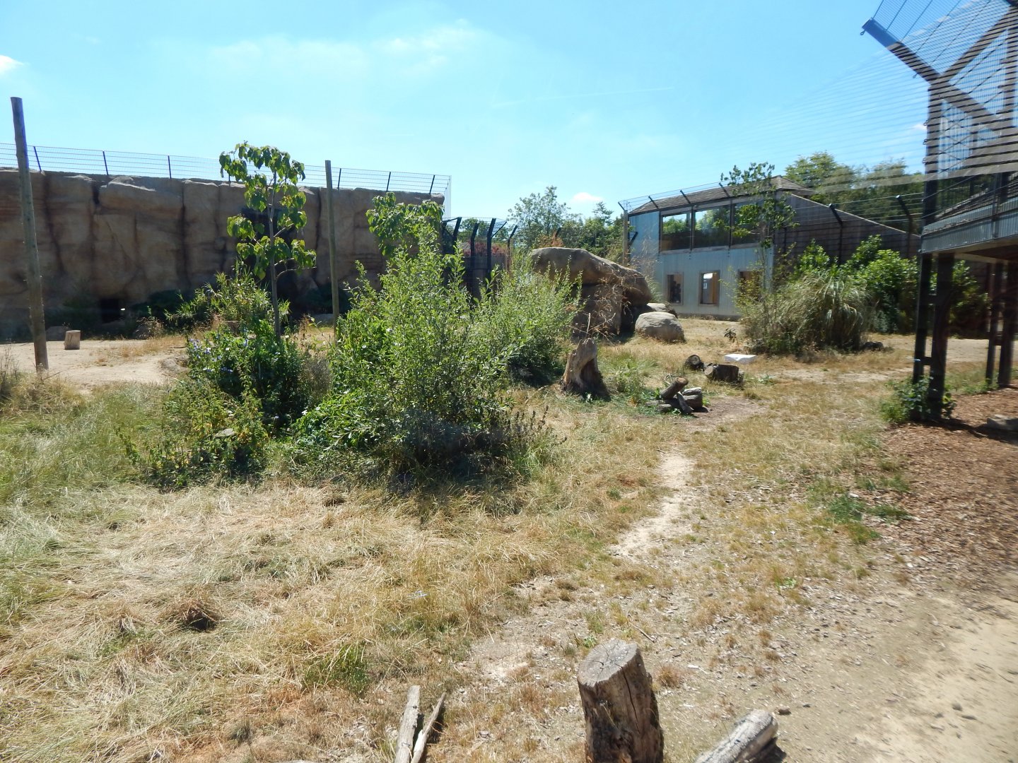 Lion Pride Lands 100722