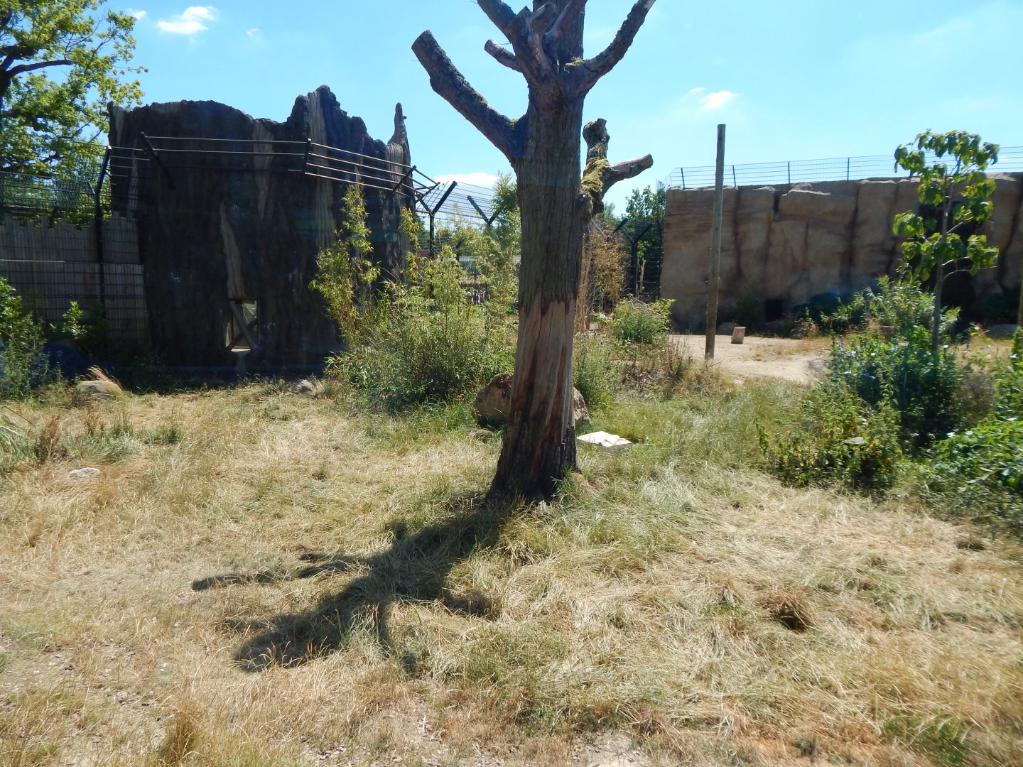 Lion Pride Lands 100722