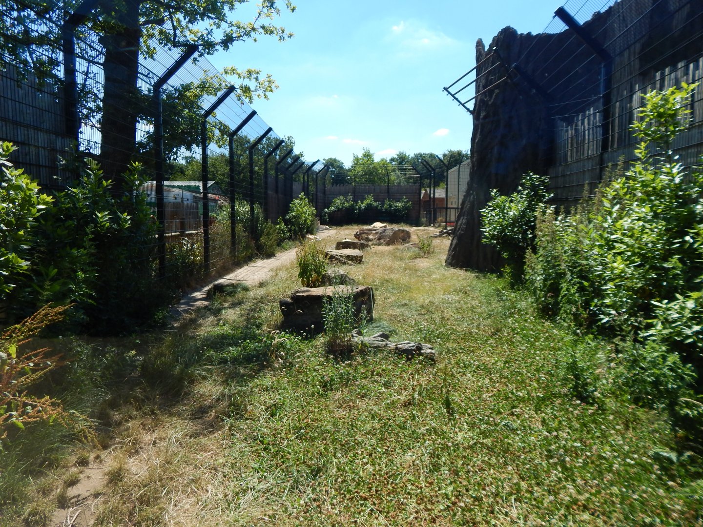 Lion Pride Lands 100722