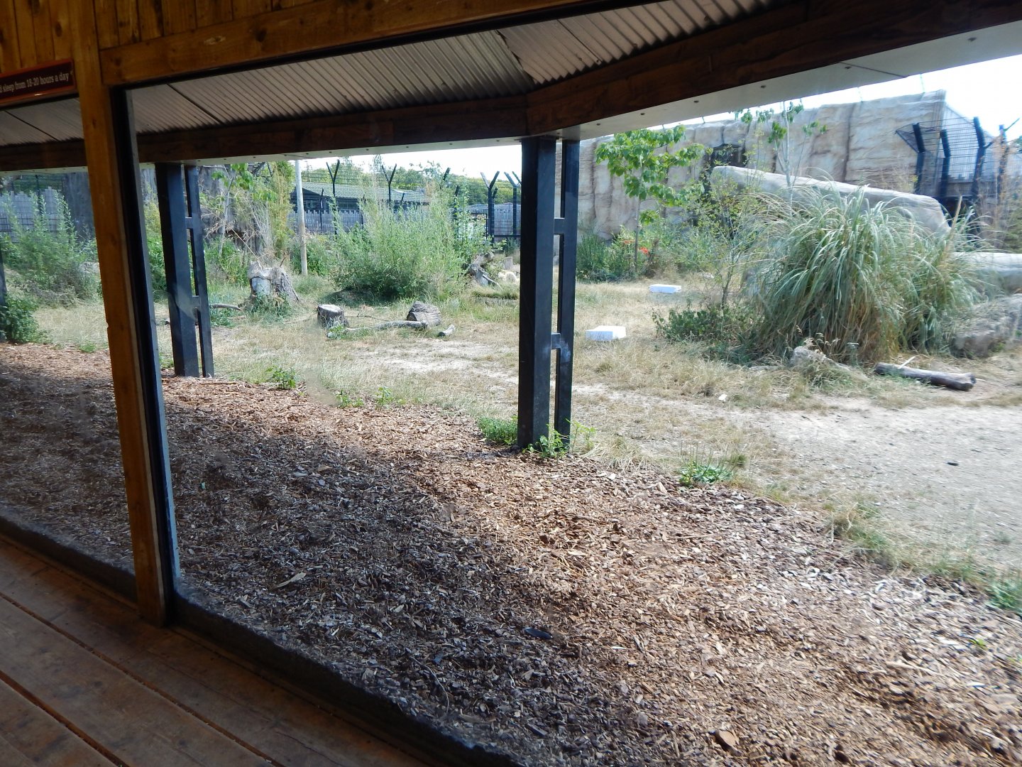 Lion Pride Lands 100722