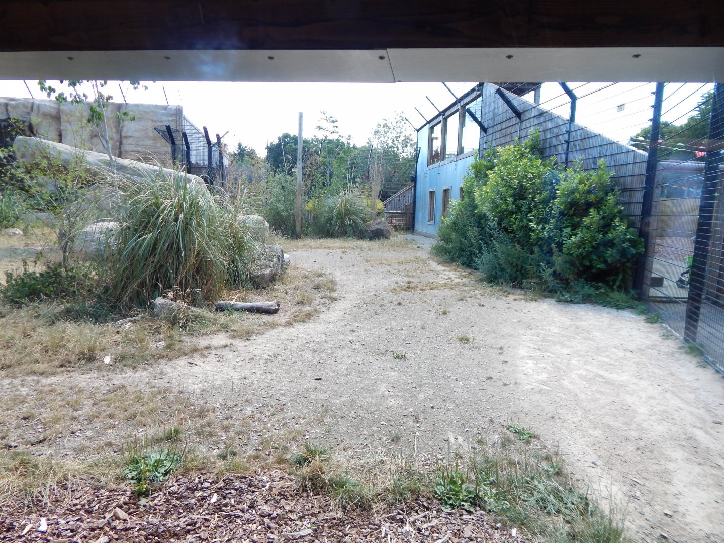 Lion Pride Lands 100722