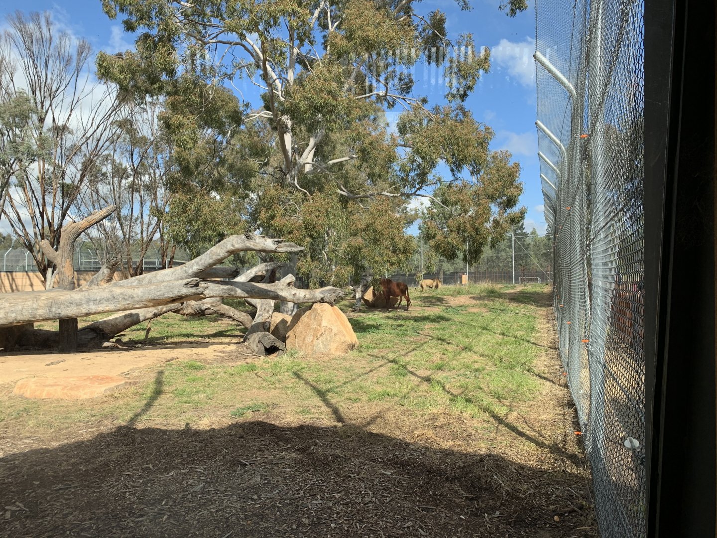 Lion Pride Lands- Smaller Exhibit