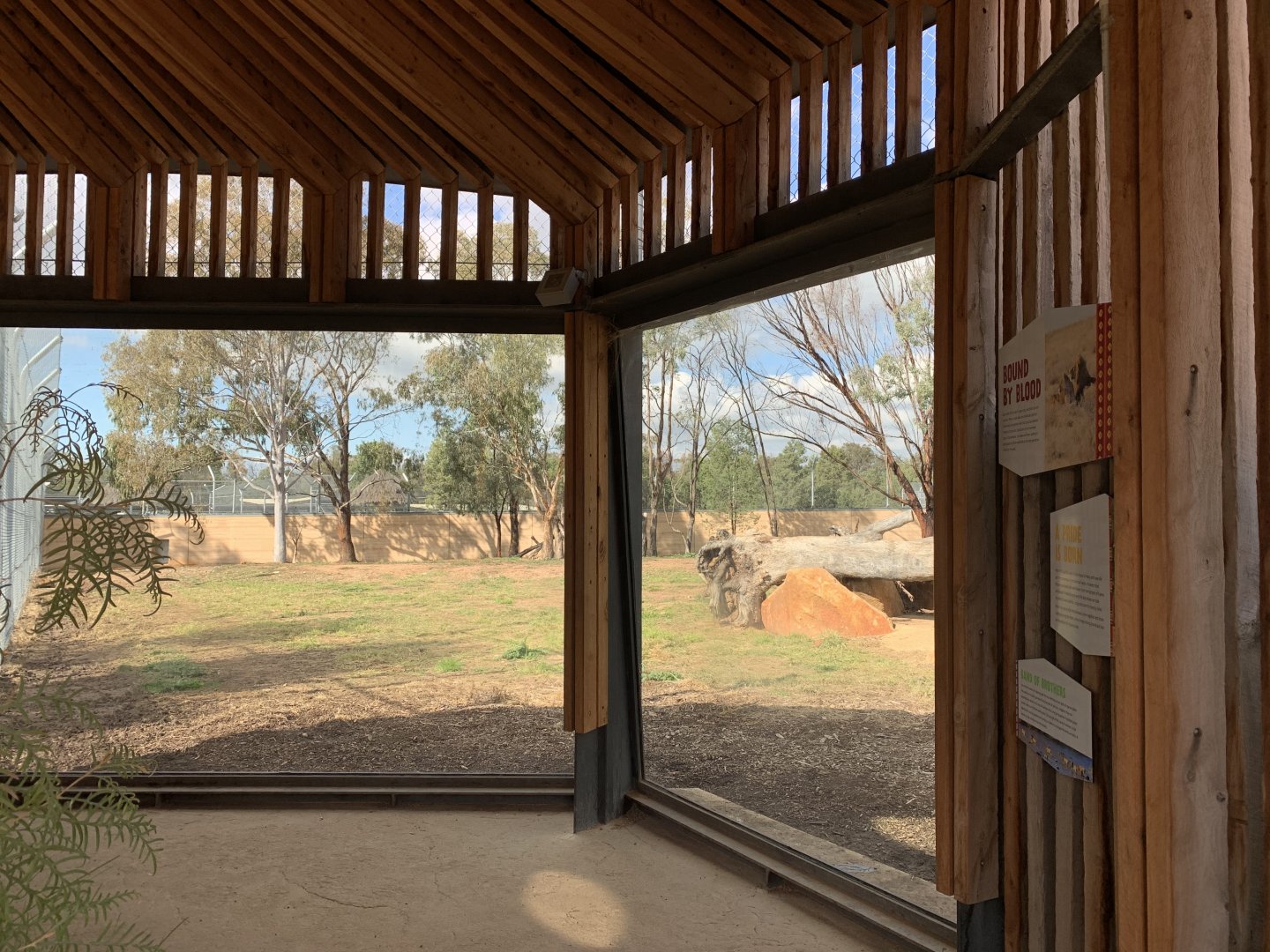 Lion Pride Lands Viewing Area