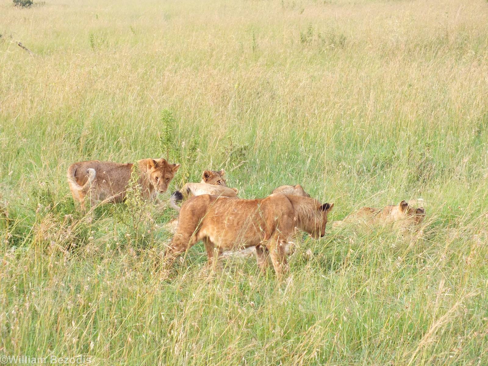 Lion Pride - Maasai Mara