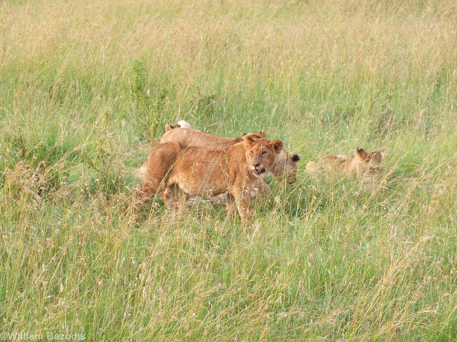 Lion Pride - Maasai Mara