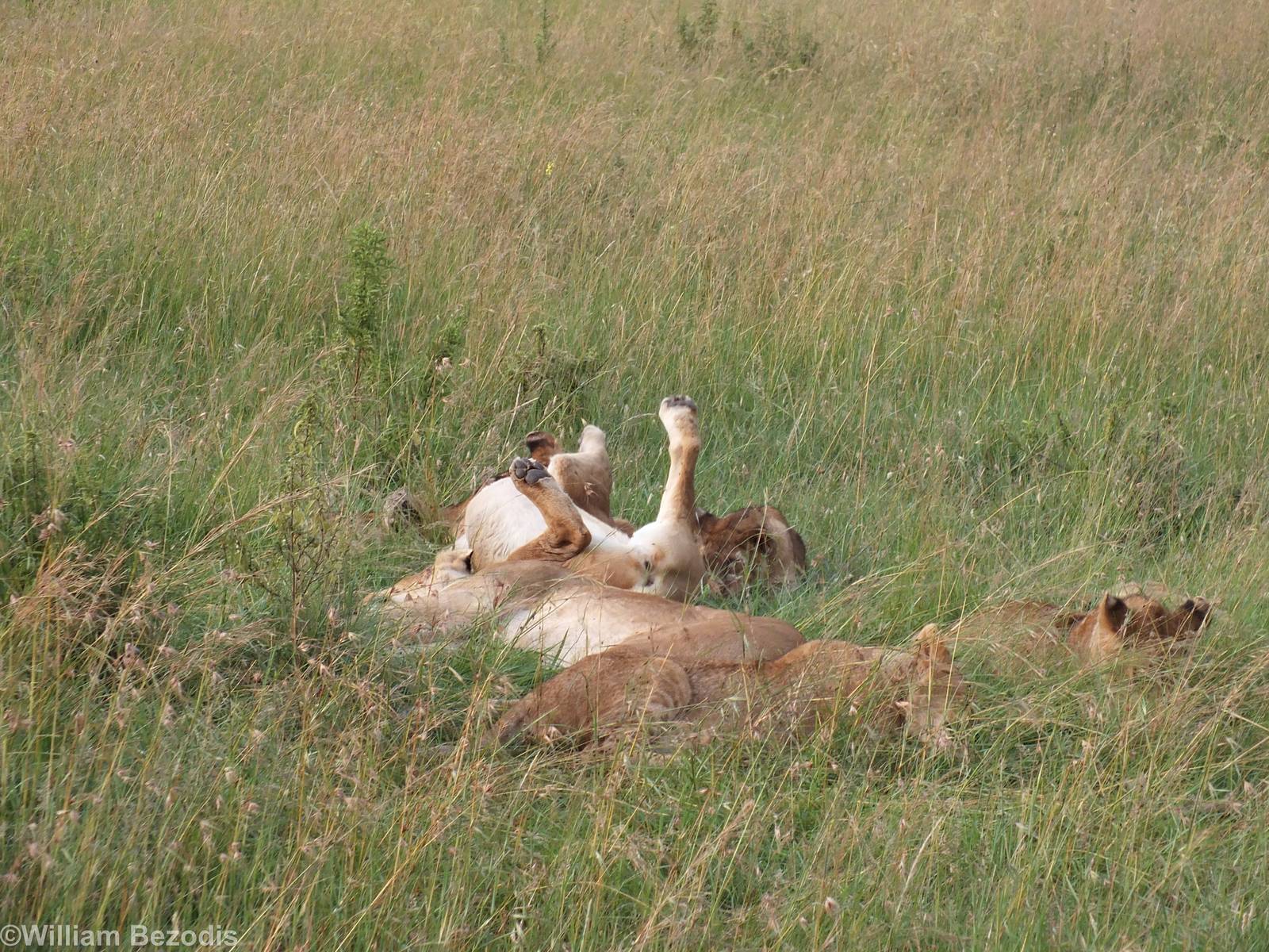 Lion Pride- Maasai Mara