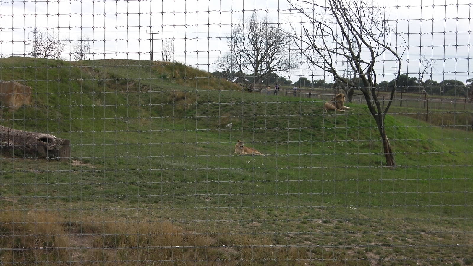 Lion Pride No. 1 - 19.08.2011