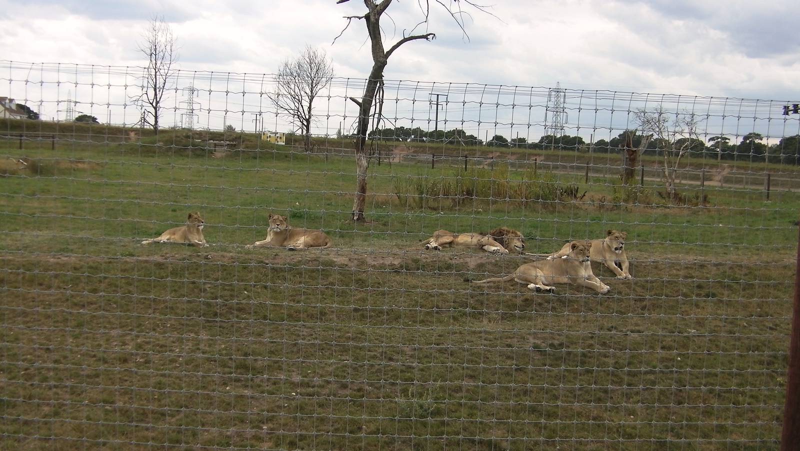 Lion Pride No. 2 - 19.08.2011