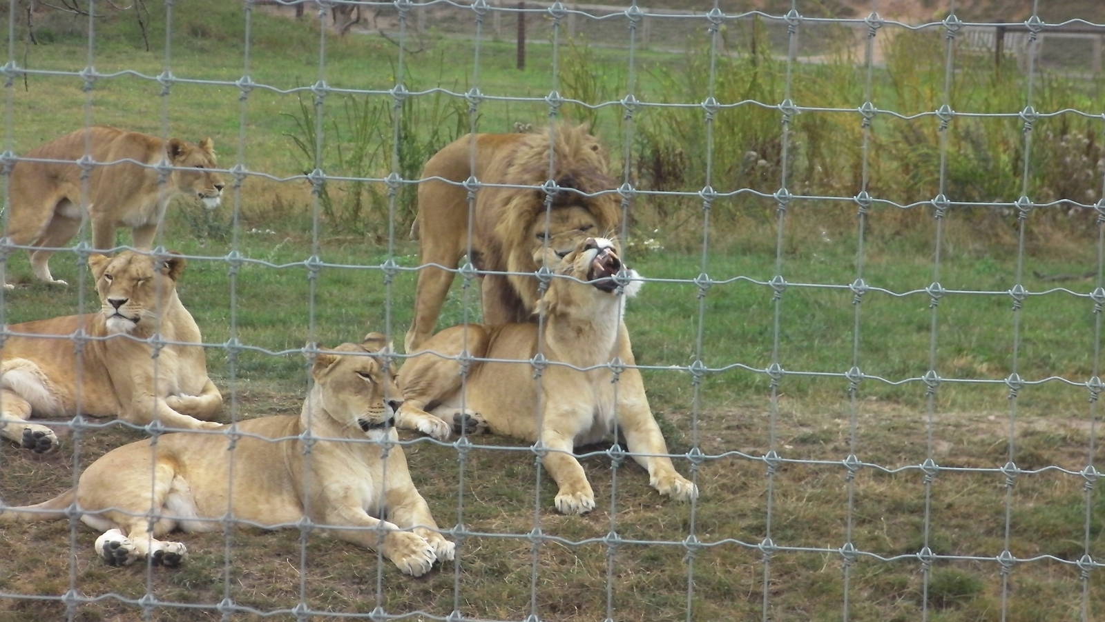 Lion Pride No. 2 - 19.08.2011