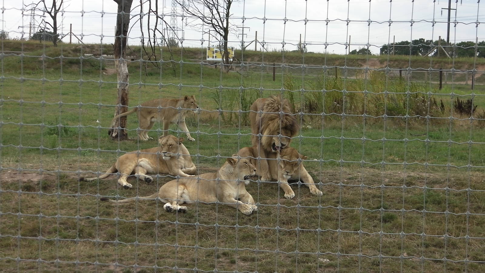 Lion Pride No. 2 - 19.08.2011