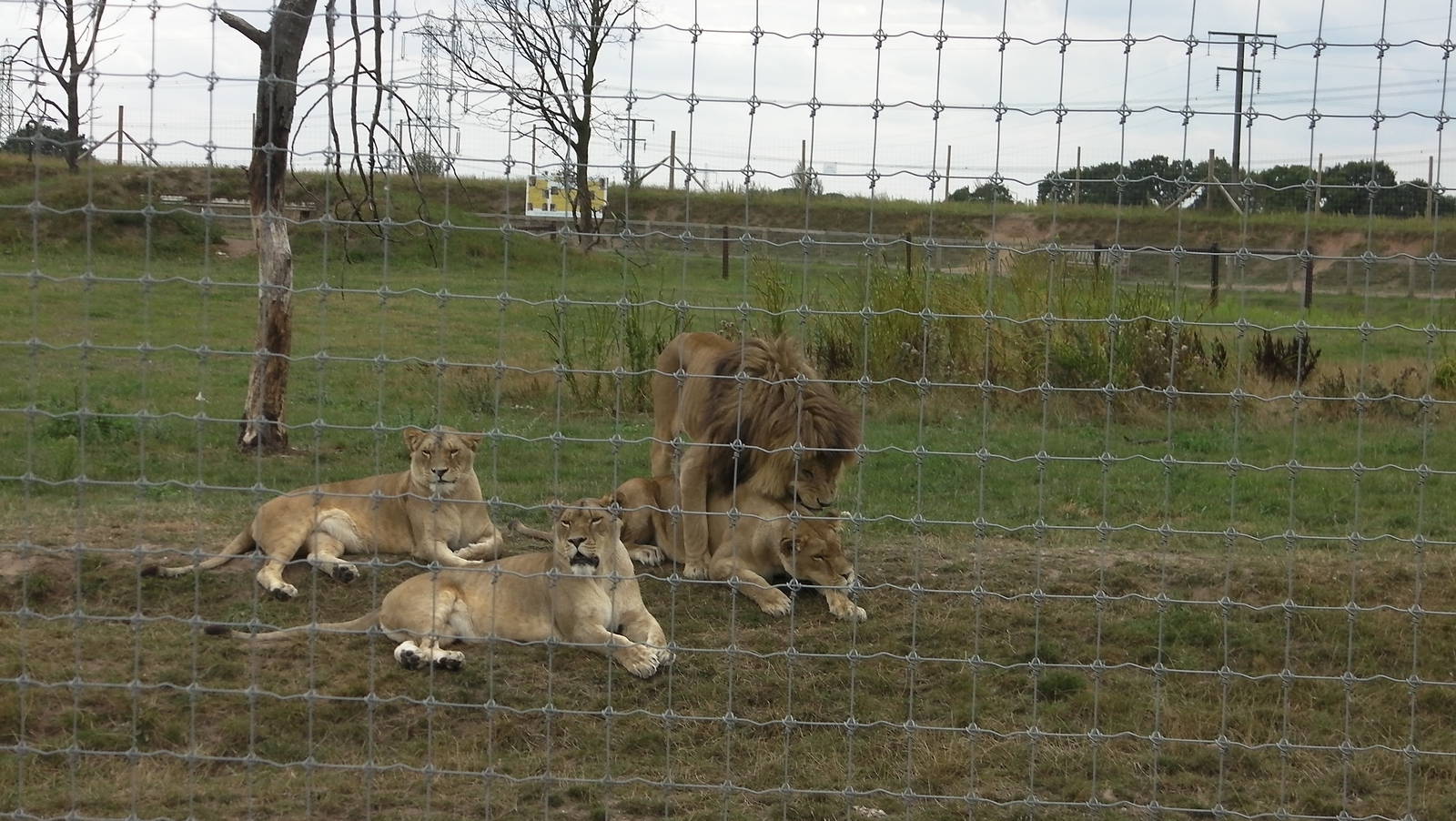 Lion Pride No. 2 - 19.08.2011