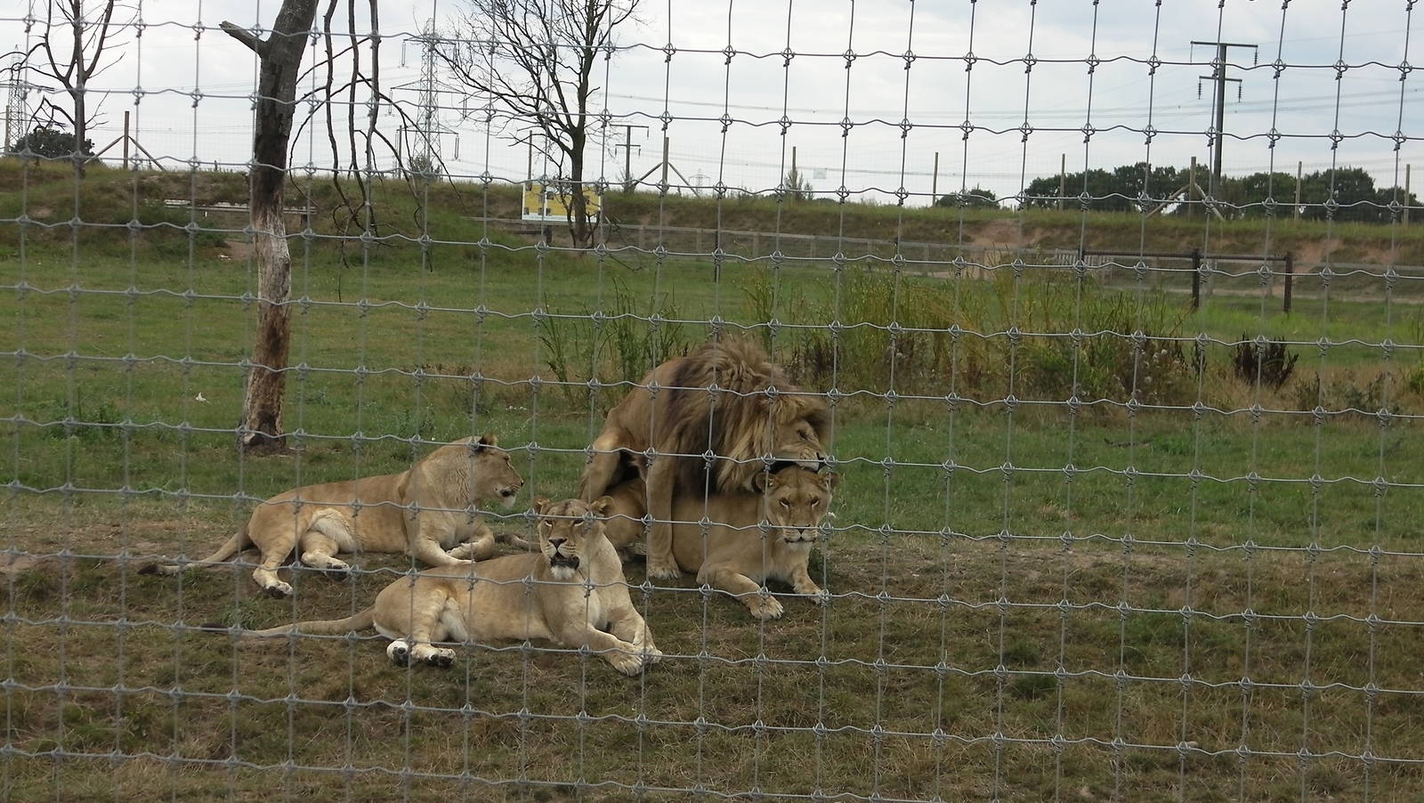 Lion Pride No. 2 - 19.08.2011