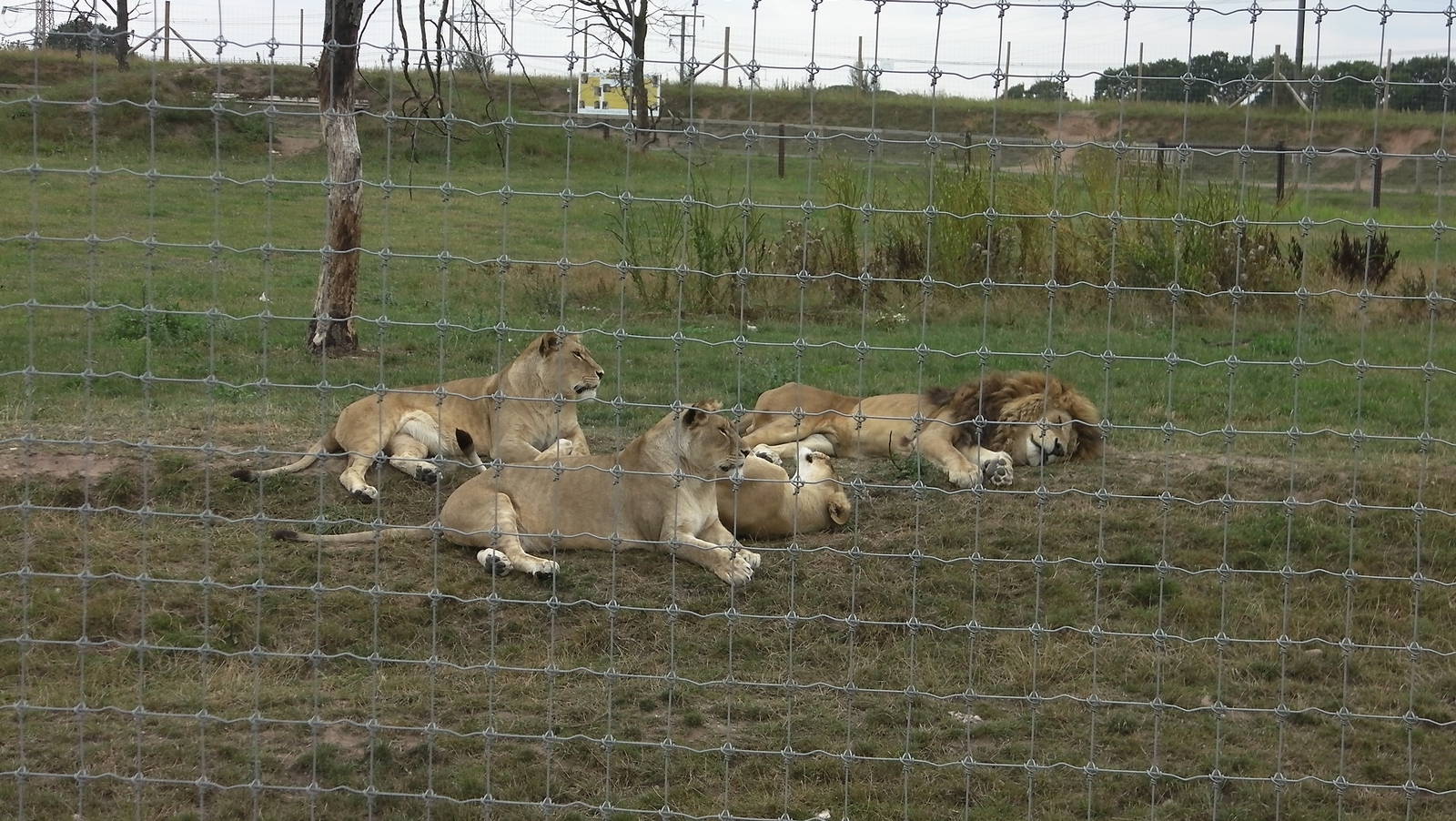 Lion Pride No. 2 - 19.08.2011