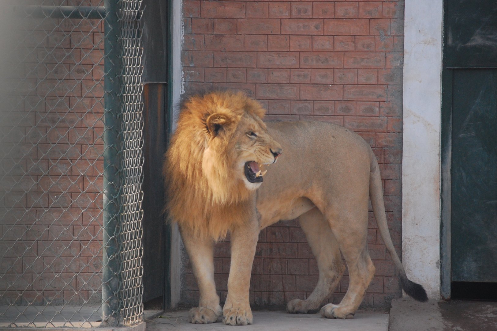 Lion reacting to olfactory enrichment - Peshawar zoo 8/12/2018