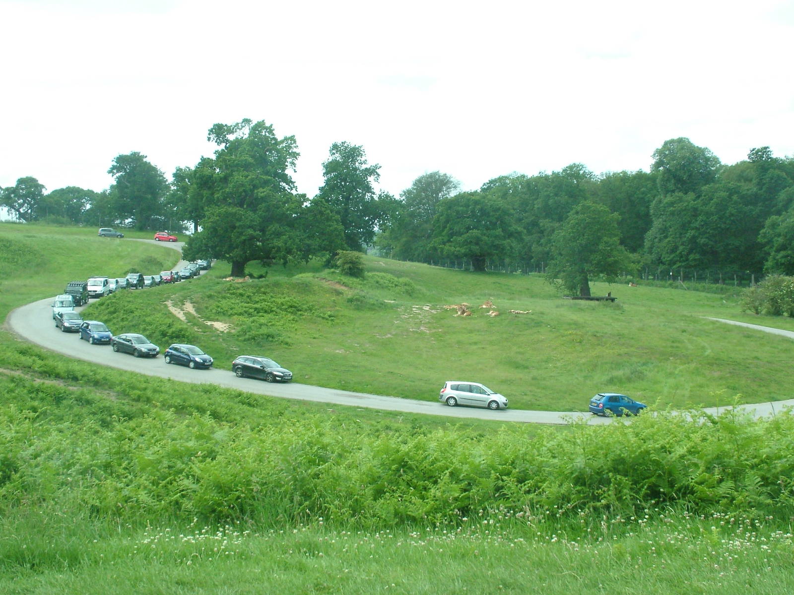 Lion-related Traffic Jam at Woburn, 20/06/10