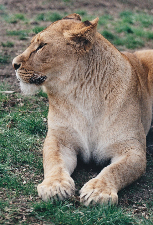 lion relaxing