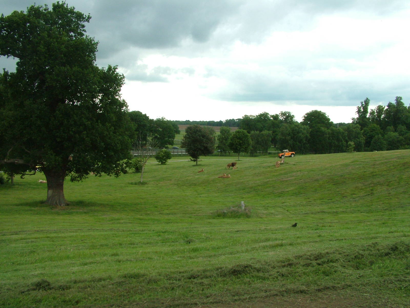 Lion reserve at Woburn 20/06/09