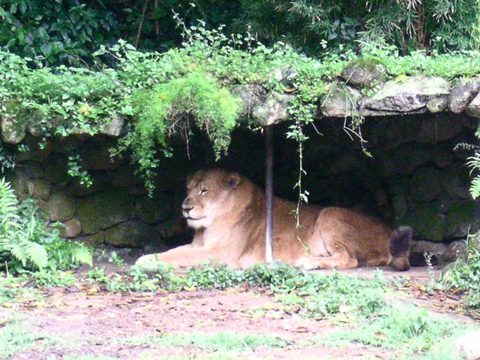 Lion resting