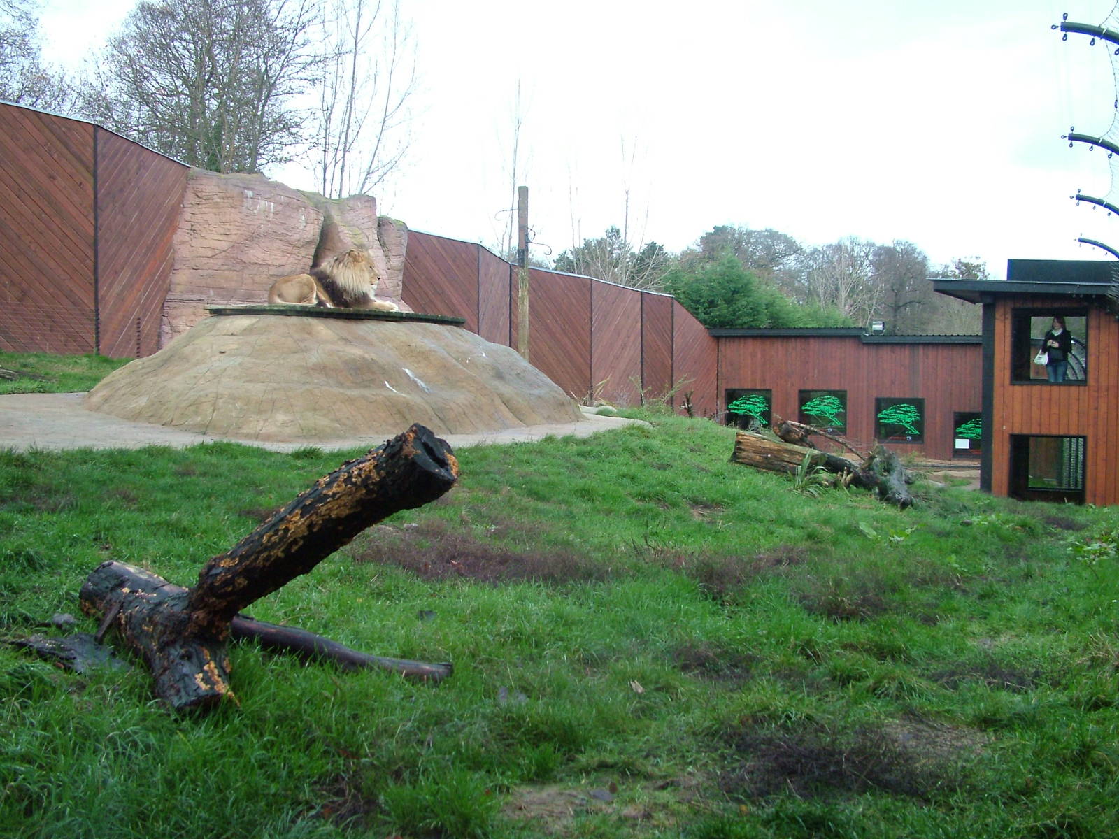 Lion Rock at Colchester 29/11/09