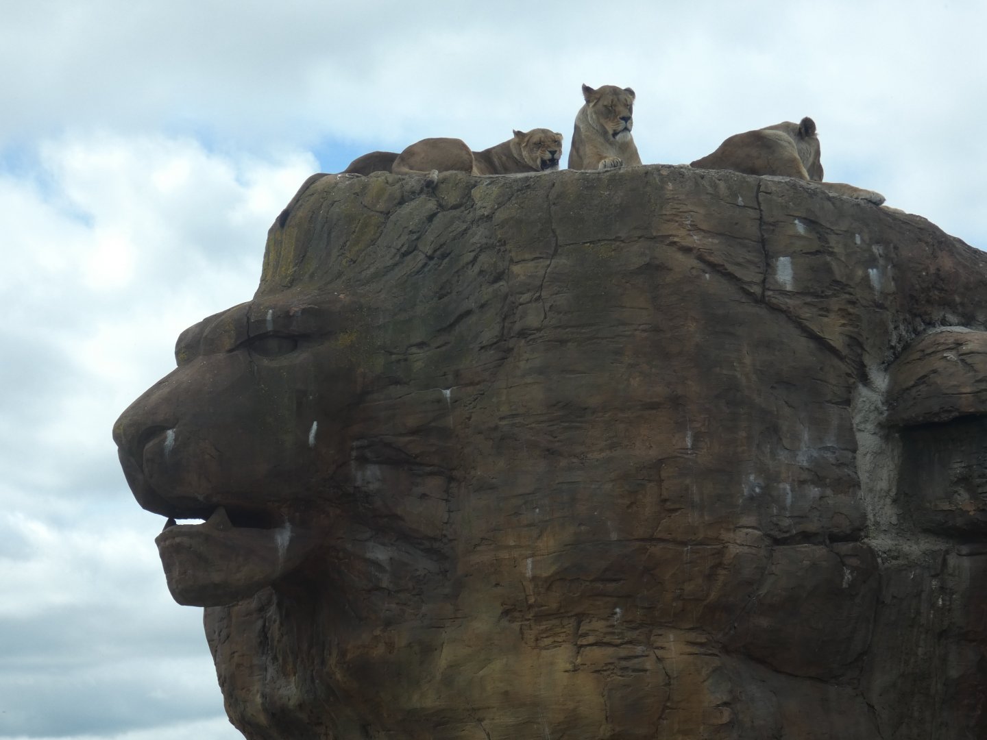 Lion rock