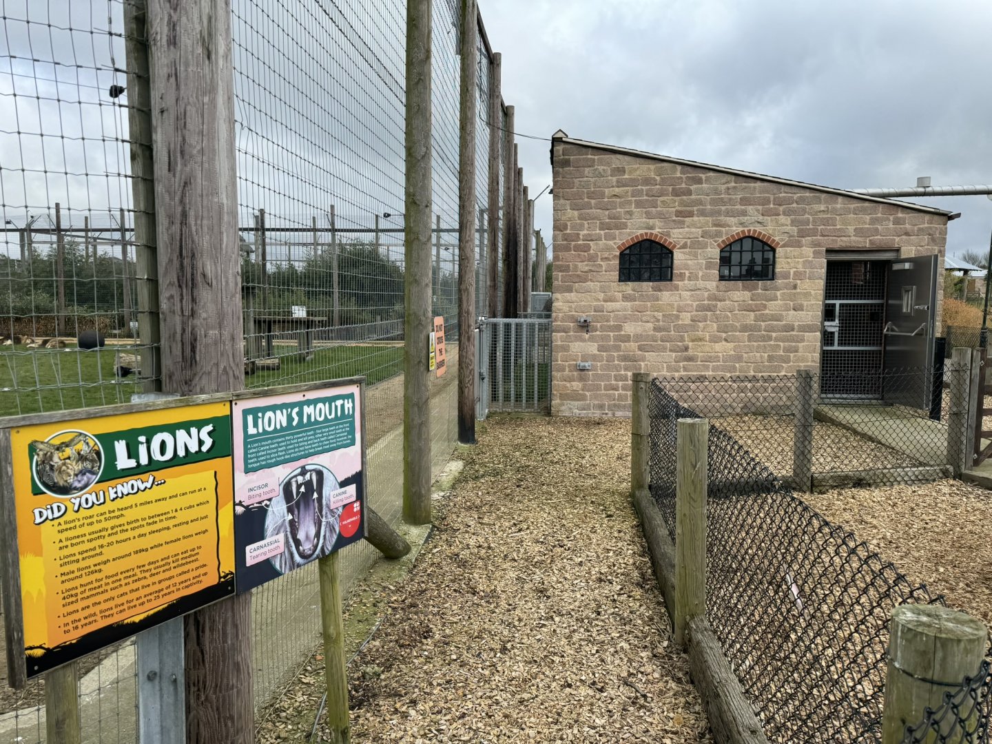 Lion Runs at Wolds Wildlife Park (March 2024)