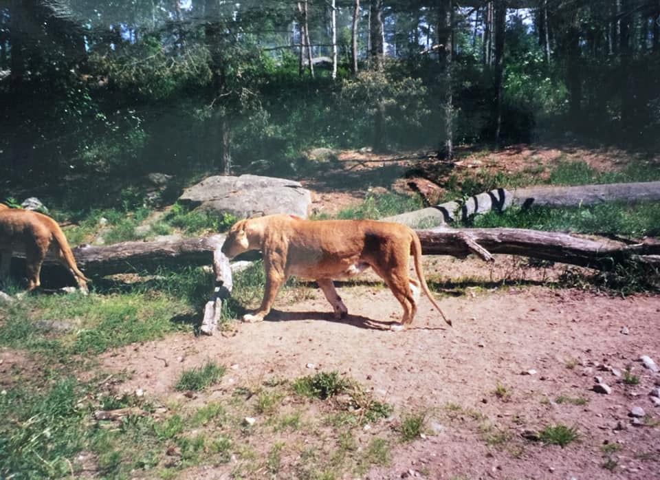Lion - Safari - Kolmården