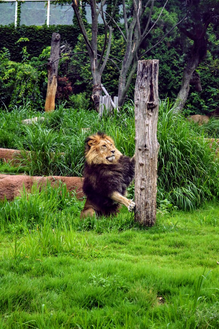 Lion scratching claws