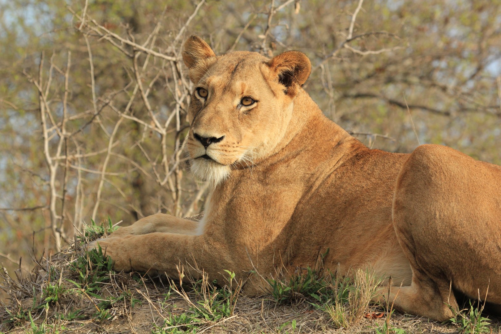 Lion (September 2012)