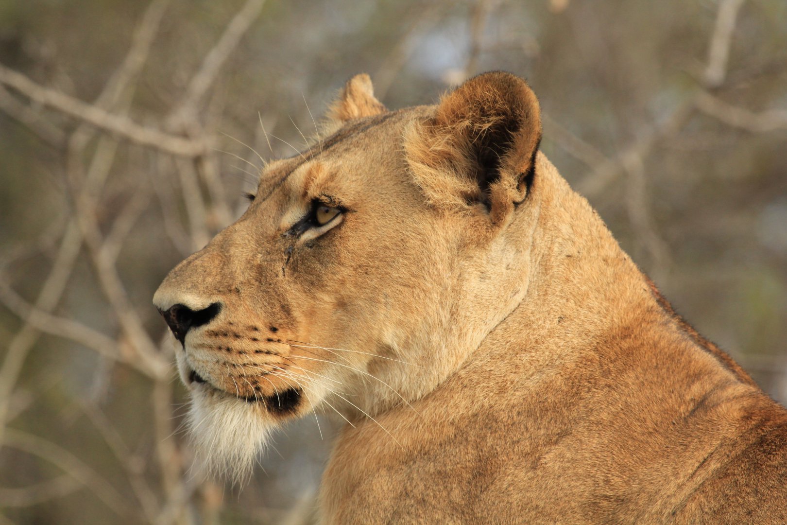 Lion (September 2012)